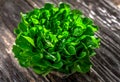 Organic lettuce head