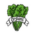 Organic green lettuce illustration on white background Royalty Free Stock Photo