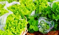 Organic Lettuce and Mint