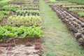 lettuce plant growing in vegetable garden. soil cultivation. Agricultural industry. Royalty Free Stock Photo