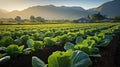 Organic Lettuce Thriving in a Sustainable Farm amidst Majestic Morning Mountains. Generative AI