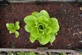 Organic lettuce in a Vegetable Garden Royalty Free Stock Photo