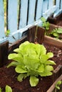 Organic lettuce in a Vegetable Garden Royalty Free Stock Photo