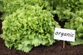 Organic lettuce in vegetable garden Royalty Free Stock Photo