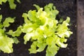 Organic lettuce in a vegetable garden. Organic gardening and growth concept Royalty Free Stock Photo
