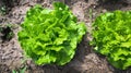 Organic salad from vegetable garden
