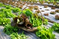 Organic lettuce in wood wicker basket with vegetable garden blurred background Royalty Free Stock Photo