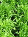Organic lettuces Royalty Free Stock Photo
