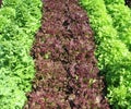 Organic lettuces in a garden Royalty Free Stock Photo
