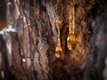 Organic life concept: leaking bright yellow drops of pine tar, resin, on dark tree bark background on a sunny summer day Royalty Free Stock Photo