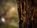 Organic life concept: leaking bright yellow drops of pine tar, resin, on dark tree bark background on a sunny summer day Royalty Free Stock Photo