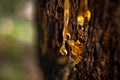 Organic life concept: leaking bright yellow drops of pine tar, resin, on dark tree bark background on a sunny summer day Royalty Free Stock Photo