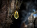 Organic life concept: leaking bright yellow drops of pine tar, resin, with a spider web on a dark tree bark background, sunny summ Royalty Free Stock Photo