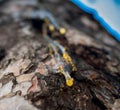 Organic life concept: leaking bright yellow drops of pine tar, resin, with a spider web on a dark tree bark background, sunny summ Royalty Free Stock Photo
