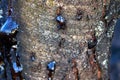 solid resin frozen sticky juice on the bark of a tree trunk