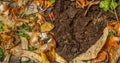 organic living compost in the detail. You can see biodegradable kitchen waste, wood ash, paper, soil