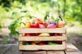 Organic local vegetables and fruit in wooden crate Royalty Free Stock Photo