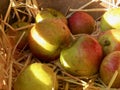 Apples nestled in a bed of straw in a wooden box