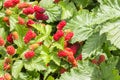 Organic loganberries ripening on loganberry bush with copy space Royalty Free Stock Photo