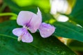 Organic long bean flower sufficiency economy Royalty Free Stock Photo