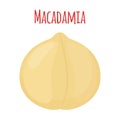 Organic macadamia, nutrition nut, oil ingredient. Flat style. Vector illustration