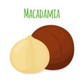 Organic macadamia, nutrition nut, oil ingredient. Flat style. Vector illustration