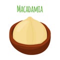 Organic macadamia, nutrition nut, oil ingredient. Flat style. Vector illustration