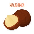 Organic macadamia, nutrition nut, oil ingredient. Flat style. Vector illustration