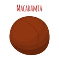 Organic macadamia, nutrition nut, oil ingredient. Flat style. Vector illustration