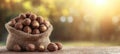 Organic Macadamia Nuts in Burlap Sack, Plantation Backdrop with Sunlight, and Copy Space Royalty Free Stock Photo