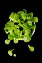 Organic Mache Lettuce, corn salad Royalty Free Stock Photo