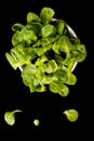 Organic Mache Lettuce, corn salad Royalty Free Stock Photo