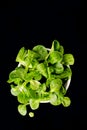 Organic Mache Lettuce, corn salad Royalty Free Stock Photo