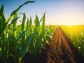 Organic maize farm or corn field seeding. ai generative
