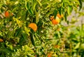 Two mandarin on the tree waiting