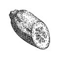 organic marrow vegetable sketch hand drawn vector Royalty Free Stock Photo