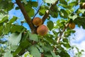 Organic mature yellow apricots hanging on a tree branch in the g Royalty Free Stock Photo