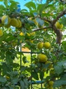 Organic mature yellow plums hanging on a tree branch in the garden. Fruit garden with lots of large, juicy plums in sunlight read Royalty Free Stock Photo