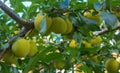 Organic mature yellow plums hanging on a tree branch in the garden. Fruit garden with lots of large, juicy plums in sunlight read Royalty Free Stock Photo