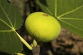 Organic mediterranean green fig