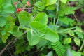 Organic Mexican mint Plectranthus amboinicus Ayurvedic Medicine