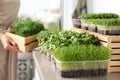 Fresh organic microgreens assortment and blurred woman on background