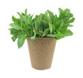 Organic mint herb in a planting pot