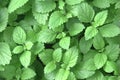Organic mint (Mentha sp. ) Royalty Free Stock Photo