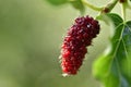 Organic Mulberry fruits with green leaves are isolated on an outfocus background.