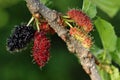 Organic Mulberry fruits with green leaves in natural light condition.