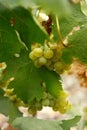 Organic muscatel grapes Royalty Free Stock Photo