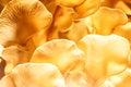 Beautiful organic oyster mushrooms macro background