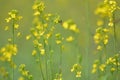 Organic Mustard Flowers in field