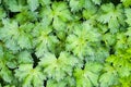 Organic background: dense pattern of complex shape green leaves.